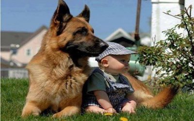 10 TIPS FOR PERFECTLY HOUSE TRAINED PUPPIES