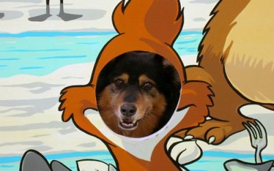 DOG AND PET SEPARATION ANXIETY
