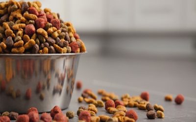 PET FOOD RECALLS – THE TRUTH ABOUT MELAMINE