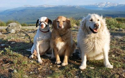 PET WEIGHT LOSS