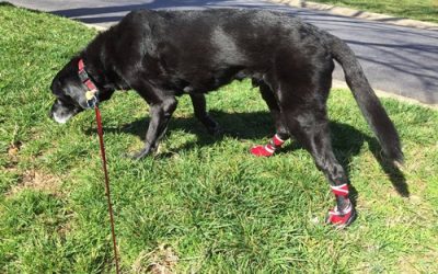 DOG FOOD ALLERGY SYMPTOMS AND TREATMENT