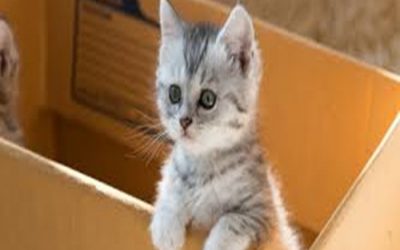 CAT HEALTH AND NUTRITION INFORMATION