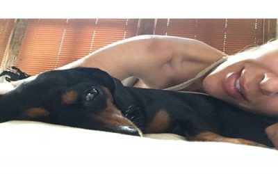 CHOCOLATE TOXICITY IN DOGS