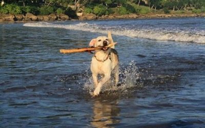 ANTIOXIDANTS FOR DOGS AND CATS