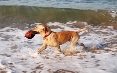 CALMING THE HYPER DOG