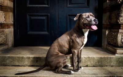 INSIDE THE MINDS OF DOGS