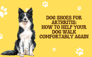 Dog Shoes for Arthritis: How to Help Your Dog Walk Comfortably Again