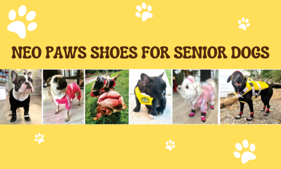 Attachment Details

Neo Paws Shoes for Senior Dogs
