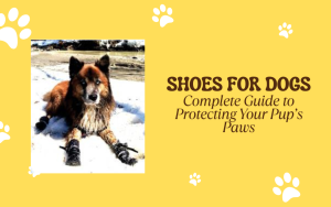 Shoes for Dogs: A Complete Guide to Protecting Your Pup’s Paws Year-Round