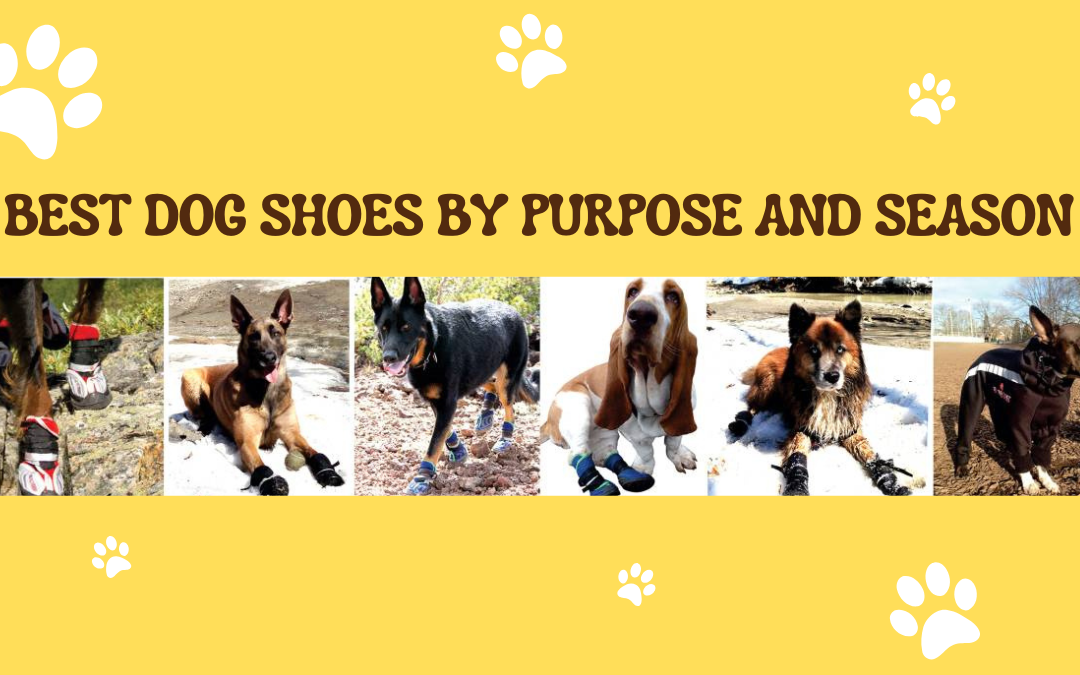 Complete Guide for Pup’s Paws Year-Round