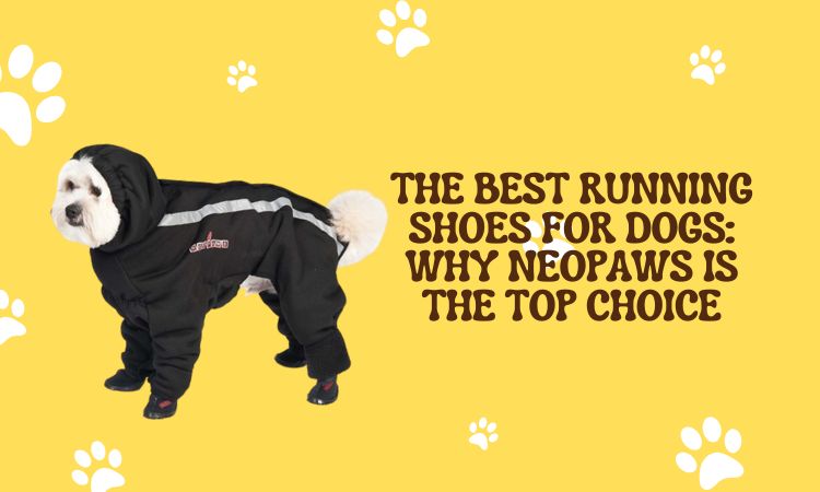Running Shoes for Dogs