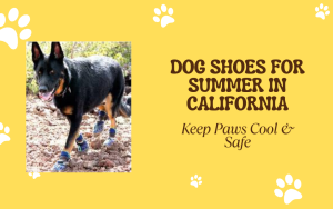 Dog shoes for summer in California