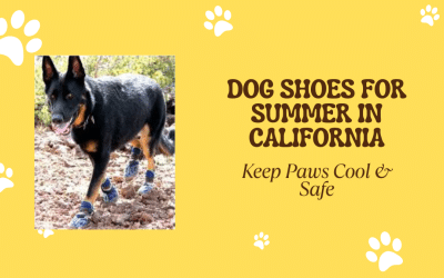 Dog shoes for summer in California
