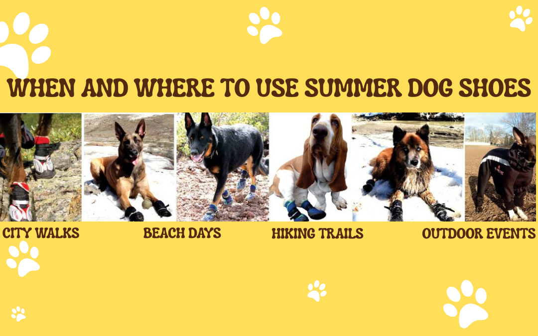 When and Where to Use Summer Dog Shoes