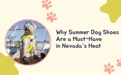 Why Summer Dog Shoes Are a Must-Have in Nevada’s Heat