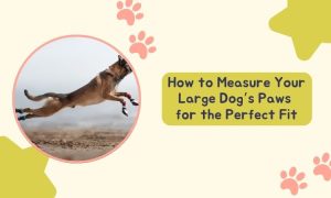 How to Measure Your Large Dog Paws for the Perfect Fit
