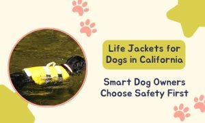 Where to Buy Dog Life Jackets in California: Water Safety for Pets