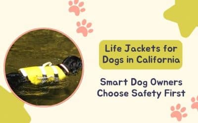 Where to Buy Dog Life Jackets in California: Water Safety for Pets