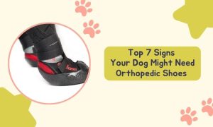 Top 7 Signs Your Dog Might Need Orthopedic Shoes
