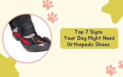 Top 7 Signs Your Dog Might Need Orthopedic Shoes