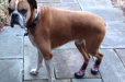Customer’s dog enjoying Neo-Paws boots outdoors