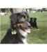 Neo-Paws DOGGLES® glasses to protect dogs’ eyes from sun and debris