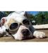 Neo-Paws DOGGLES® glasses to protect dogs’ eyes from sun and debris