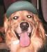 Neo-Paws green dog hat and visor for sun protection and style