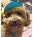 Neo-Paws green dog hat and visor for sun protection and style