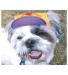 Neo-Paws purple dog hat and visor for sun protection