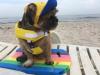 Neo-Paws life vest and jacket for dogs, providing safety and buoyancy