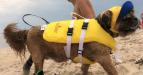 Neo-Paws life vest and jacket for dogs, providing safety and buoyancy
