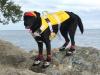 Neo-Paws life vest and jacket for dogs, providing safety and buoyancy