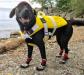 Neo-Paws life vest and jacket for dogs, providing safety and buoyancy