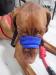 Neo-Paws comfortable and safe muzzles for dogs