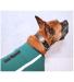 Neo-Paws all-new green neoprene jacket for dogs