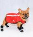 Neo-Paws all-new red neoprene jacket for dogs