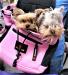 Neo-Paws pink dog carrier for safe and cozy pet transport