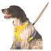 Neo-Paws yellow rain hood for dogs to stay dry in wet weather