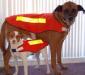 Neo-Paws dog safety vest for high visibility and protection