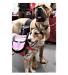 Neo-Paws pink dog saddle bags for carrying essentials