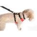 Neo-Paws dog seat belt for car safety and secure travel