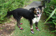 Great Ronnie the dog showing off Neo-Paws boots