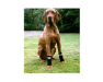 Neo-Paws leg wraps for dogs provide support, protection, and comfort
