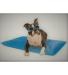 Neo-Paws COOL BED III® keeps dogs cool, comfortable, and supported