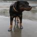 NEO-PAWS™